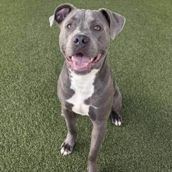 Chocolate -  Pit Bull Terrier Dog for Adoption in Eatontown, New Jersey - Chocolate | PetCurious