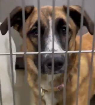 Missy -  German Shepherd Dog Dog for Adoption in Phoenix, Arizona - Missy | PetCurious