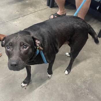 Terrier Dogs Available for Adoption in Tampa, Florida - Lizzy | PetCurious
