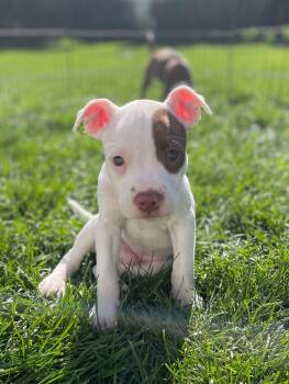 Petey -  Pit Bull Terrier Dog for Adoption in New London, Wisconsin - Petey | PetCurious