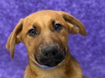 Rescue Shepherd Dogs for Adoption in Portland, Oregon - Sage | PetCurious
