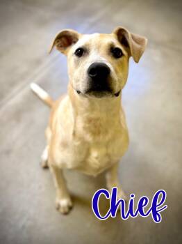 Rescue Cattle Dog Dogs for Adoption in Boerne, Texas - Chief | PetCurious