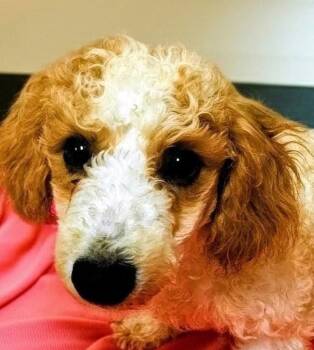 Cavalier King Charles Spaniel and Poodle Dogs Available for Adoption in Fort Myers, Florida - Reid | PetCurious