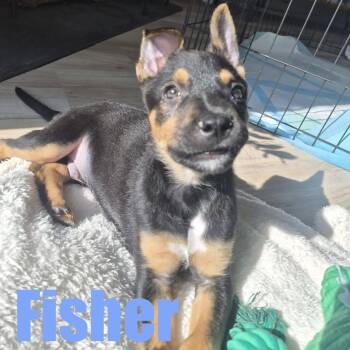 Fisher -  Hound and Mixed Breed Dog for Adoption in Ellicott City, Maryland - Fisher | PetCurious