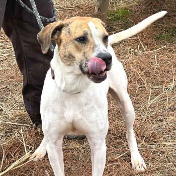 Target -  Mixed Breed Dog for Adoption in Huntington, West Virginia - Target | PetCurious