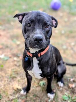 Rescue Pit Bull Terrier and Mixed Breed Dogs for Adoption in Springfield, Missouri - Worthy | PetCurious