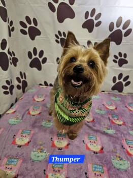 Thumper -  Yorkshire Terrier Dog for Adoption in Metairie, Louisiana - Thumper | PetCurious