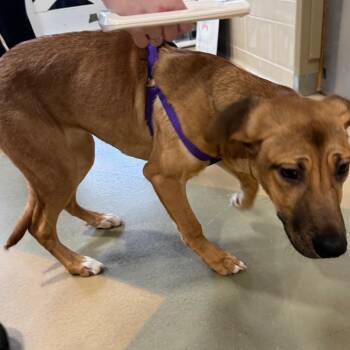 Mixed Breed Dogs Available for Adoption - Lilly Dove | PetCurious