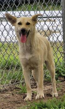 Lady -  Australian Shepherd Dog for Adoption in Humble, Texas - Lady | PetCurious
