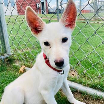 Shepherd and Husky Dogs Available for Adoption in Cabot, Arkansas - Bailey | PetCurious