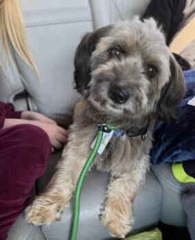 Carlos -  Terrier and Corgi Dog for Adoption in Elwood, Illinois - Carlos | PetCurious