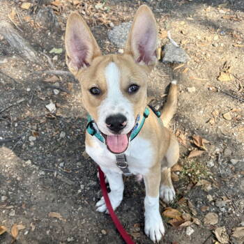 Rescue Terrier Dogs for Adoption in Dallas, Texas - Beeper | PetCurious