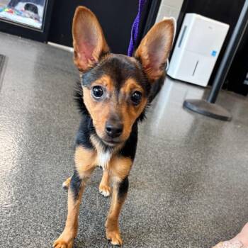 David Hasselh-Woof -  Chihuahua Dog for Adoption in Allentown, Pennsylvania - David Hasselh-Woof | PetCurious