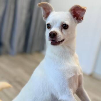 Lark -  Terrier and Mixed Breed Dog for Adoption in Green Bay, Wisconsin - Lark | PetCurious