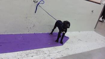 A2092840 -  Labrador Retriever and Mixed Breed Dog for Adoption in Houston, Texas - A2092840 | PetCurious