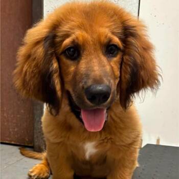 Tobias -  Cocker Spaniel and Mixed Breed Dog for Adoption in Wadena, Minnesota - Tobias | PetCurious