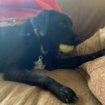 Retriever Dogs Available for Adoption - Tiny | PetCurious