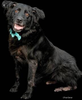 Winston -  Labrador Retriever Dog for Adoption in Newland, North Carolina - Winston | PetCurious