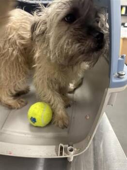 Schnauzer and Mixed Breed Dogs Available for Adoption in Corpus Christi, Texas - TIVA | PetCurious