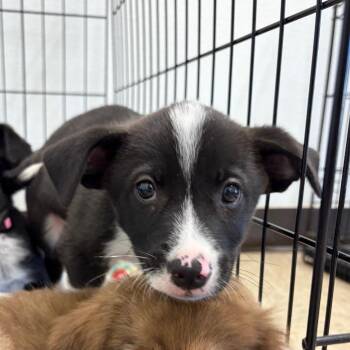 Wyatt 22552 -  Mixed Breed Dog for Adoption in Cumming, Georgia - Wyatt 22552 | PetCurious