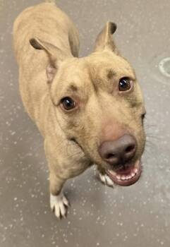 Mixed Breed Dogs Available for Adoption in South Bend, Indiana - Sandy | PetCurious