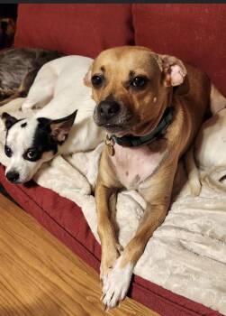 Rescue Chug Dogs for Adoption in Gordonsville, Virginia - Sasha | PetCurious