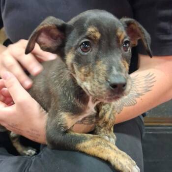 Karen -  Shepherd Dog for Adoption - Karen | PetCurious