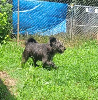Smokey -  Terrier and Mixed Breed Dog for Adoption in Lawrenceburg, Tennessee - Smokey | PetCurious