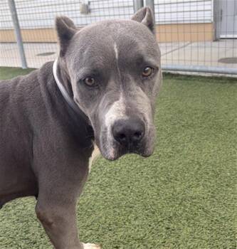 LIZZY -  Pit Bull Terrier and Mixed Breed Dog for Adoption in Houston, Texas - LIZZY | PetCurious