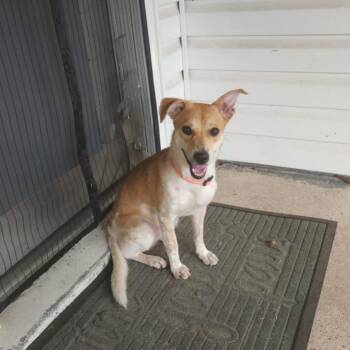 Rescue Terrier Dogs for Adoption in Baton Rouge, Louisiana - Skippy | PetCurious