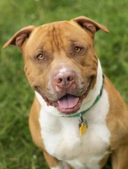 Russet -  Mixed Breed Dog for Adoption in Hamilton, Ohio - Russet | PetCurious