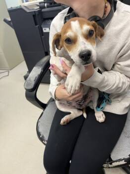 Rescue Mixed Breed Dogs for Adoption in Columbus, Indiana - Klaus | PetCurious