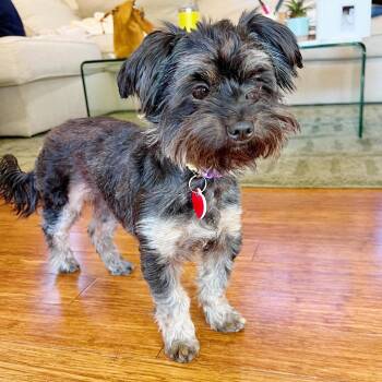 Mixed Breed Dogs Available for Adoption - Smol | PetCurious