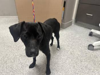 Chihuahua and Mixed Breed Dogs Available for Adoption in Pasadena, Texas - A185272 | PetCurious