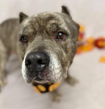 Poncho -  Terrier Dog for Adoption in Sanford, Florida - Poncho | PetCurious