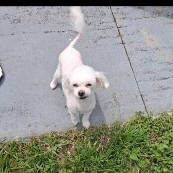 Maltipoo Dogs Available for Adoption in Port St. Lucie, Florida - Chaz | PetCurious
