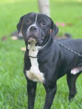 Rescue American Staffordshire Terrier Dogs for Adoption in Houston, Texas - Arnie | PetCurious