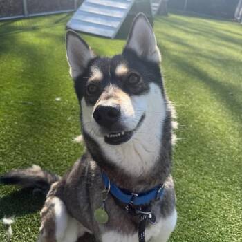Husky Dogs Available for Adoption in Warwick, Rhode Island - Chanell | PetCurious