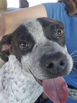 Rescue Australian Cattle Dog Blue Heeler Dogs for Adoption in Uxbridge, Massachusetts - Muggs | PetCurious