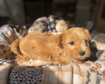 Poodle Dogs Available for Adoption - Poodle Pup 4 (Suzanna) | PetCurious