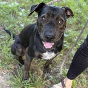 Benjamin -  Labrador Retriever Dog for Adoption in Andover, Massachusetts - Benjamin | PetCurious
