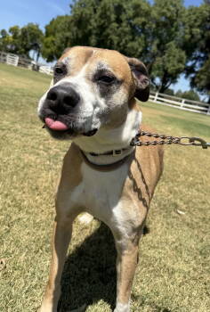Rescue Labrador Retriever Dogs for Adoption in Davis, California - Bitsy (Courtesy Post) | PetCurious