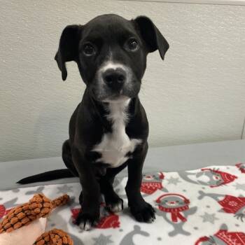 Rescue American Staffordshire Terrier Dogs for Adoption in San Antonio, Texas - Bane | PetCurious