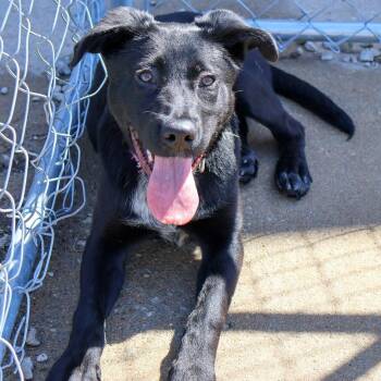 Black Labrador Retriever Dogs Available for Adoption - Jane | PetCurious