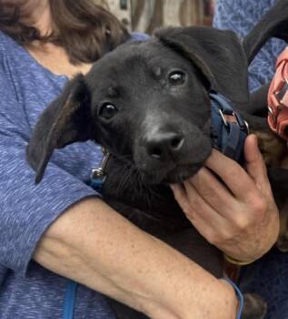 Terrier Dogs Available for Adoption - Solar | PetCurious
