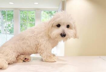 COTTON -  Maltese Dog for Adoption in Fort Lauderdale, Florida - COTTON | PetCurious