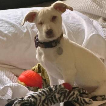 Dare Devil -  Chihuahua Dog for Adoption in Sonoma, California - Dare Devil | PetCurious