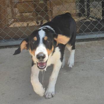 Basset Hound Dogs Available for Adoption in Birmingham, Alabama - Ferdinand | PetCurious