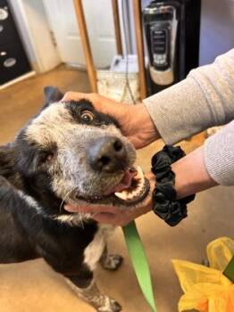 Mixed Breed Dogs Available for Adoption - Light Lilly | PetCurious