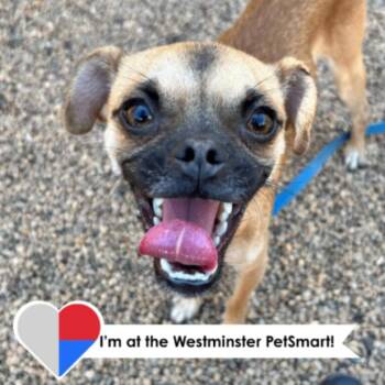 Ontario -  Pug and Mixed Breed Dog for Adoption in Fort Collins, Colorado - Ontario | PetCurious